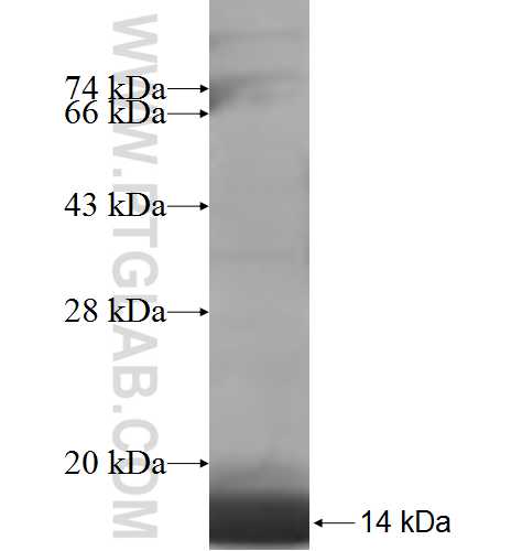 RPS28 fusion protein Ag6622 SDS-PAGE