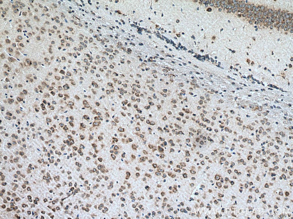 Immunohistochemistry (IHC) staining of mouse brain tissue using RPS29 Polyclonal antibody (17374-1-AP)