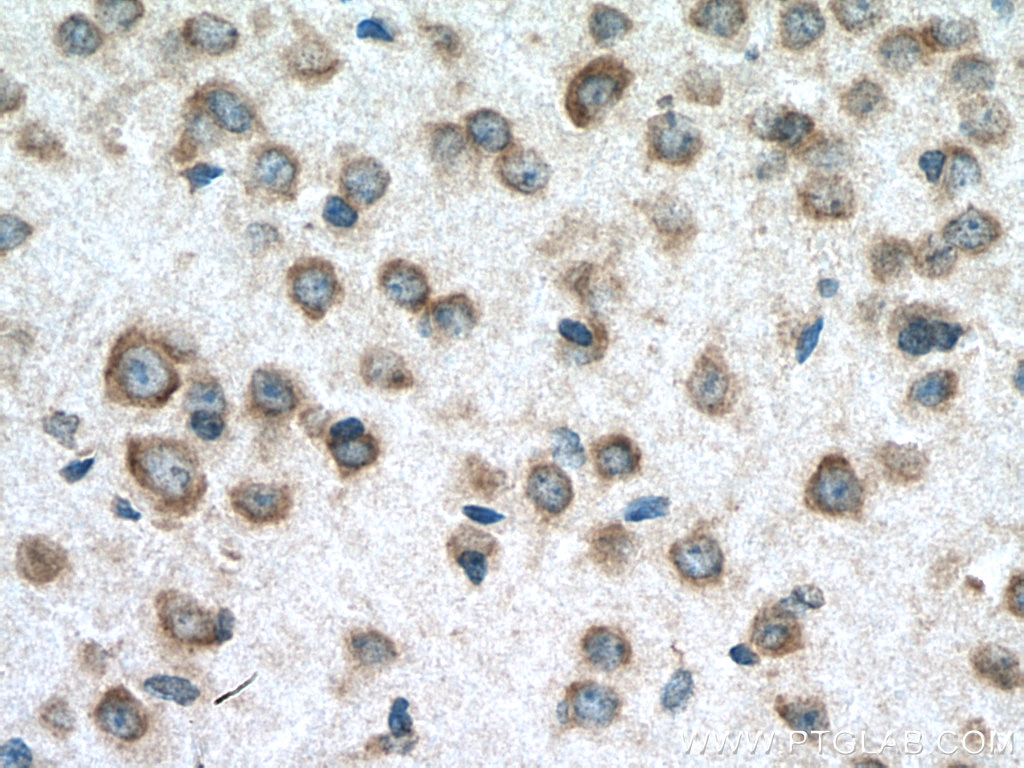 Immunohistochemistry (IHC) staining of mouse brain tissue using RPS29 Polyclonal antibody (17374-1-AP)