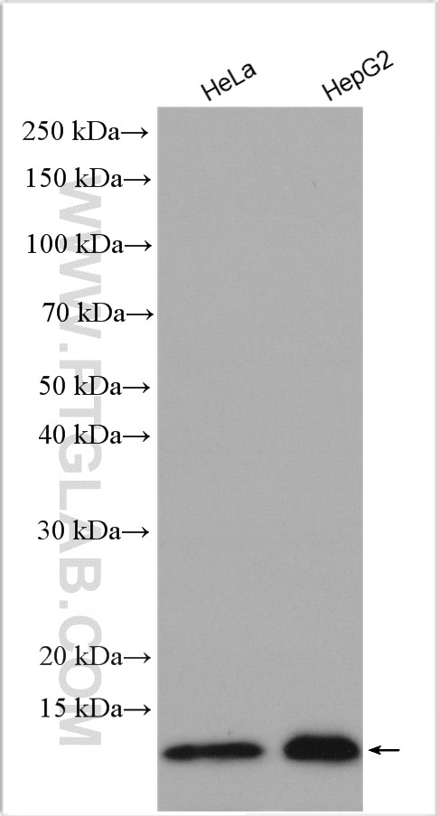 Western Blot (WB) analysis of various lysates using RPS29 Polyclonal antibody (17374-1-AP)