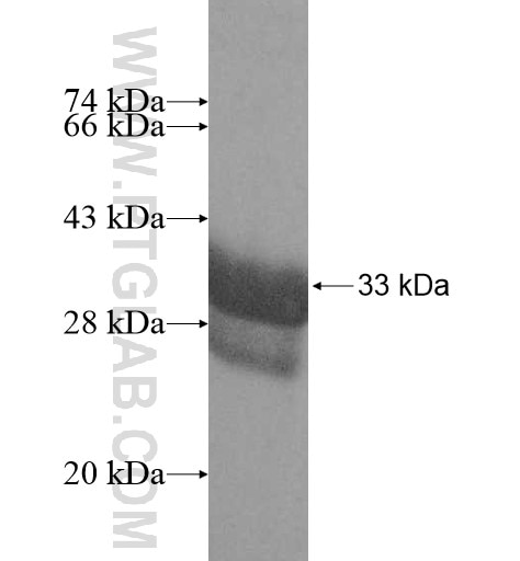 RPS29 fusion protein Ag11179 SDS-PAGE
