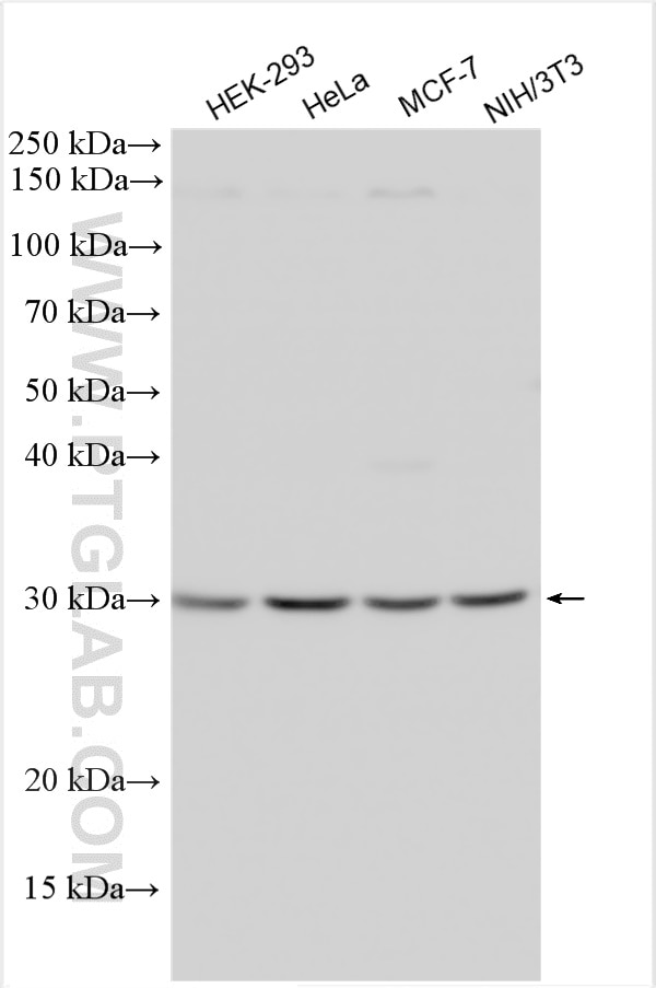 Western Blot (WB) analysis of various lysates using RPS3 Polyclonal antibody (11990-1-AP)