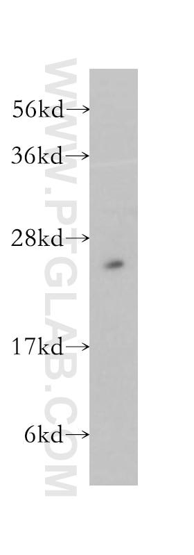 Western Blot (WB) analysis of mouse testis tissue using RPS3 Polyclonal antibody (11990-1-AP)