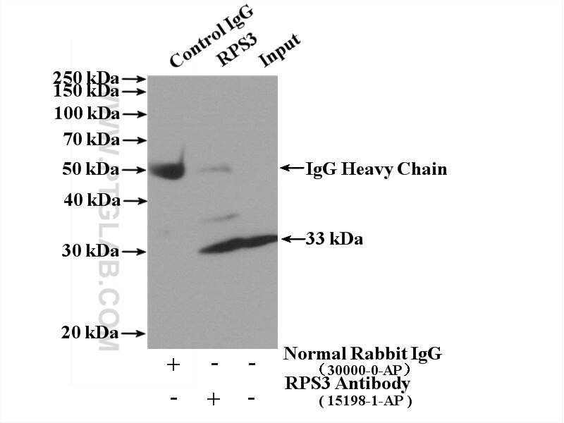 Immunoprecipitation (IP) experiment of mouse brain tissue using RPS3 Polyclonal antibody (15198-1-AP)