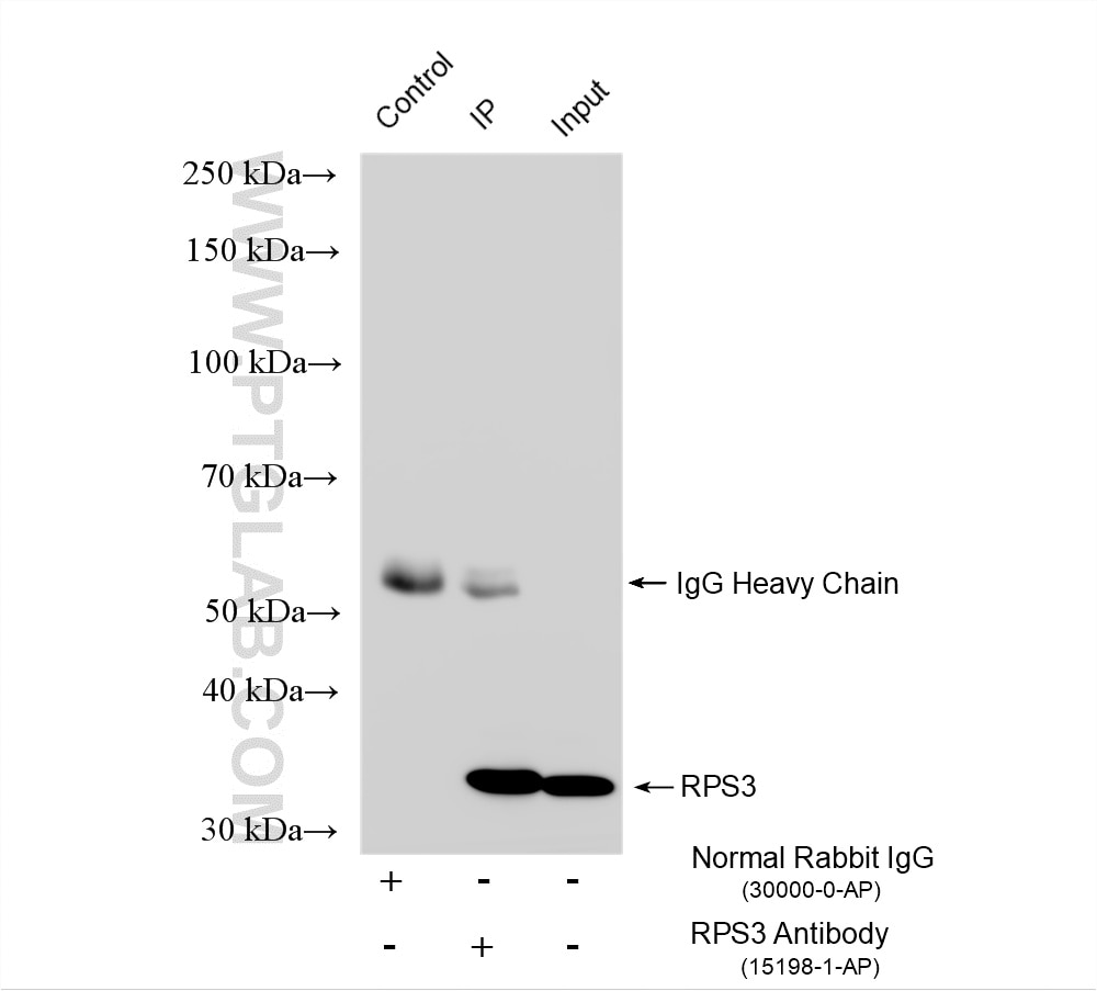 Immunoprecipitation (IP) experiment of HeLa cells using RPS3 Polyclonal antibody (15198-1-AP)