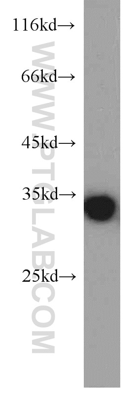 Western Blot (WB) analysis of HeLa cells using RPS3 Polyclonal antibody (15198-1-AP)