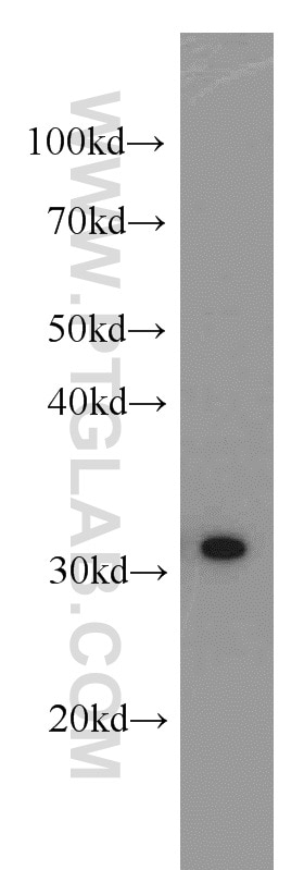 Western Blot (WB) analysis of COLO 320 cells using RPS3 Polyclonal antibody (15198-1-AP)