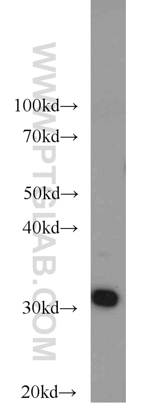 Western Blot (WB) analysis of NIH/3T3 cells using RPS3 Polyclonal antibody (15198-1-AP)