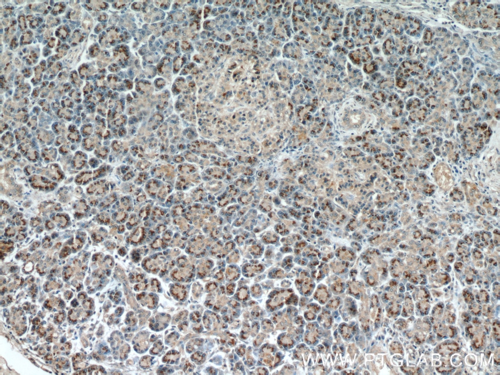 Immunohistochemistry (IHC) staining of human pancreas tissue using RPS3 Monoclonal antibody (66046-1-Ig)