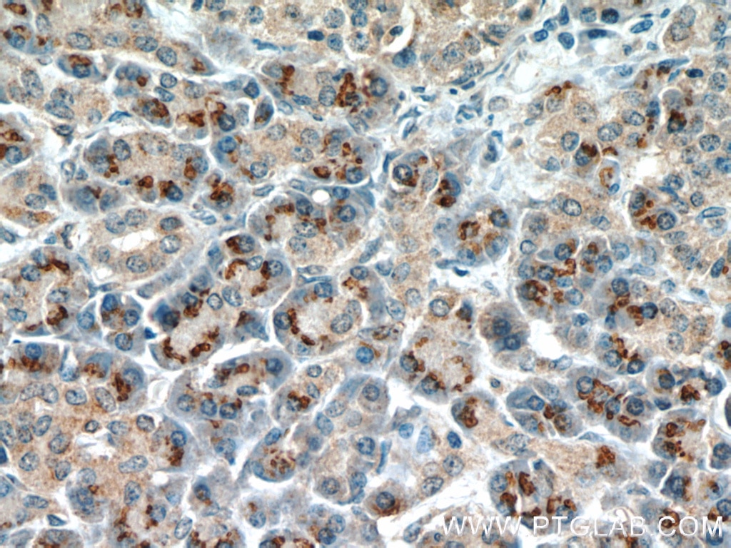 Immunohistochemistry (IHC) staining of human pancreas tissue using RPS3 Monoclonal antibody (66046-1-Ig)