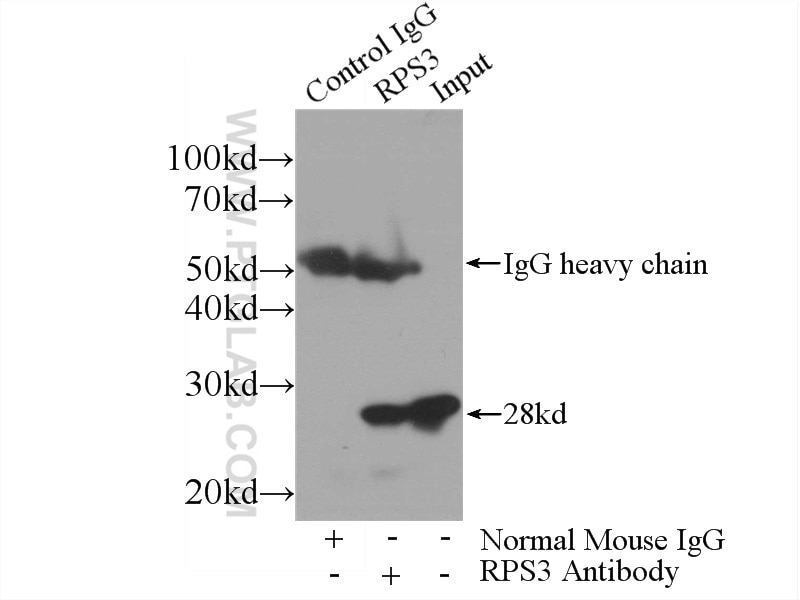Immunoprecipitation (IP) experiment of HEK-293 cells using RPS3 Monoclonal antibody (66046-1-Ig)