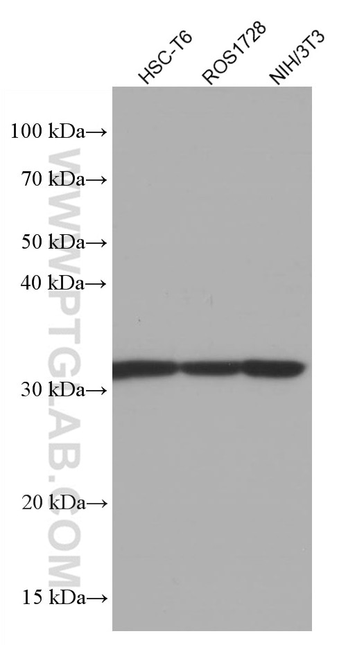 Western Blot (WB) analysis of various lysates using RPS3 Monoclonal antibody (66046-1-Ig)