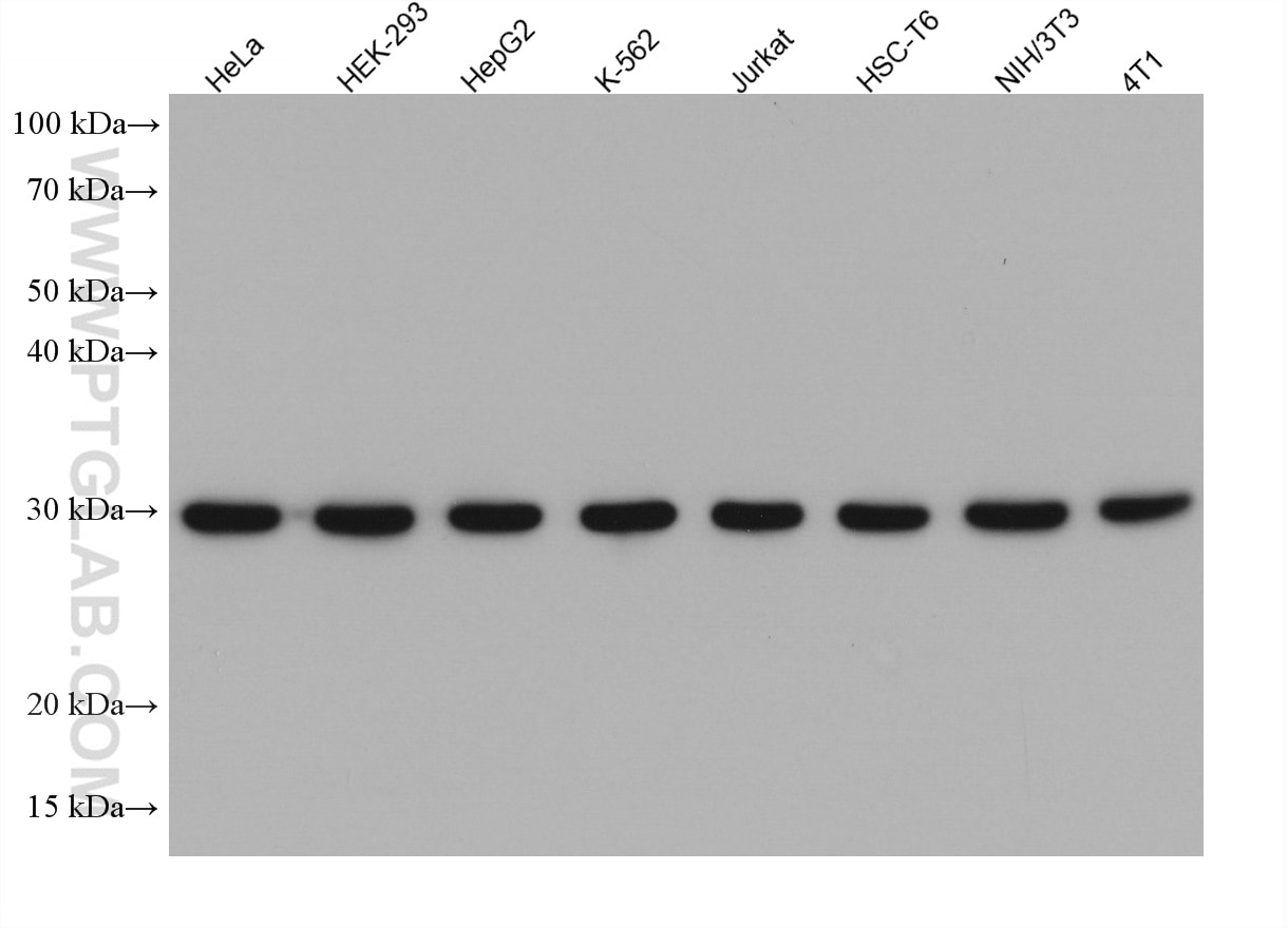 Western Blot (WB) analysis of various lysates using RPS3 Monoclonal antibody (66046-1-Ig)