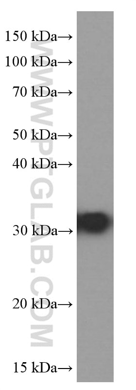 Western Blot (WB) analysis of Neuro-2a cells using RPS3 Monoclonal antibody (66046-1-Ig)