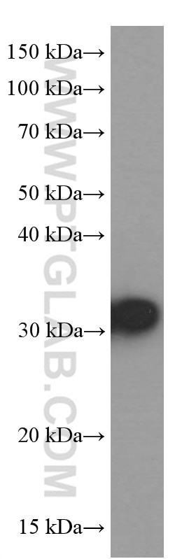 Western Blot (WB) analysis of RAW 264.7 cells using RPS3 Monoclonal antibody (66046-1-Ig)