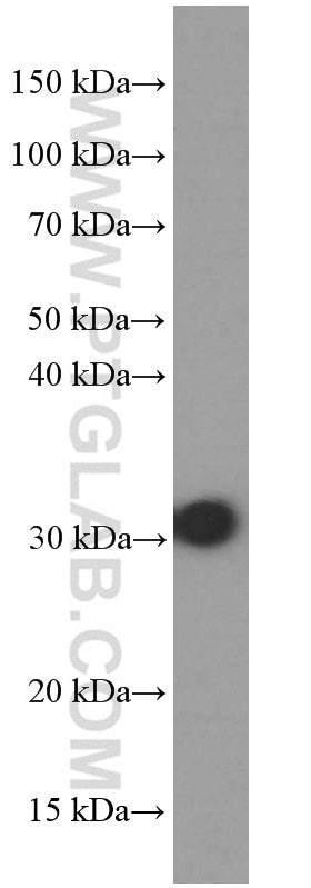 Western Blot (WB) analysis of ROS1728 cells using RPS3 Monoclonal antibody (66046-1-Ig)