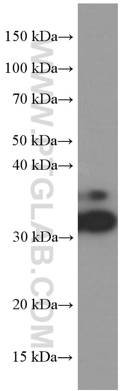 Western Blot (WB) analysis of rat brain tissue using RPS3 Monoclonal antibody (66046-1-Ig)