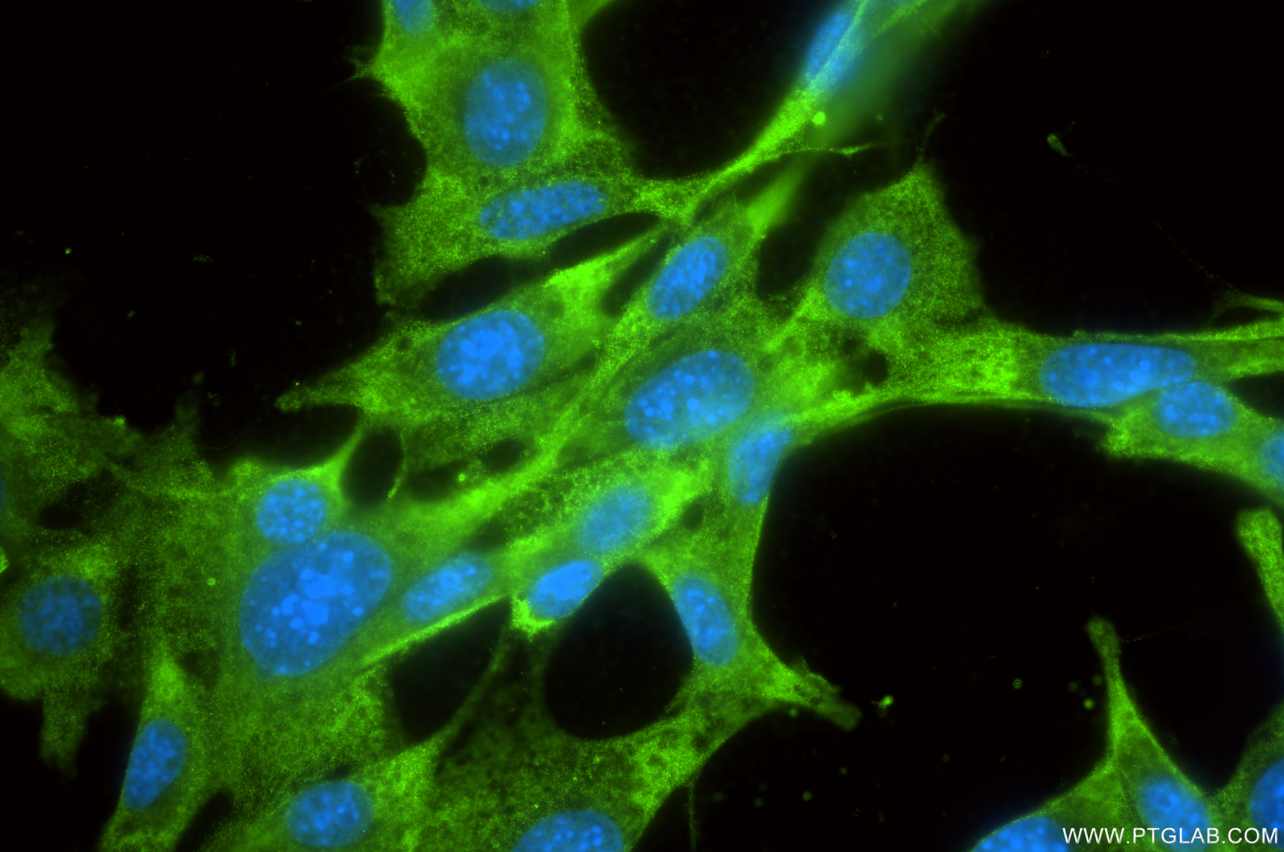 Immunofluorescence (IF) / fluorescent staining of NIH/3T3 cells using RPS3 Recombinant antibody (84947-4-RR)
