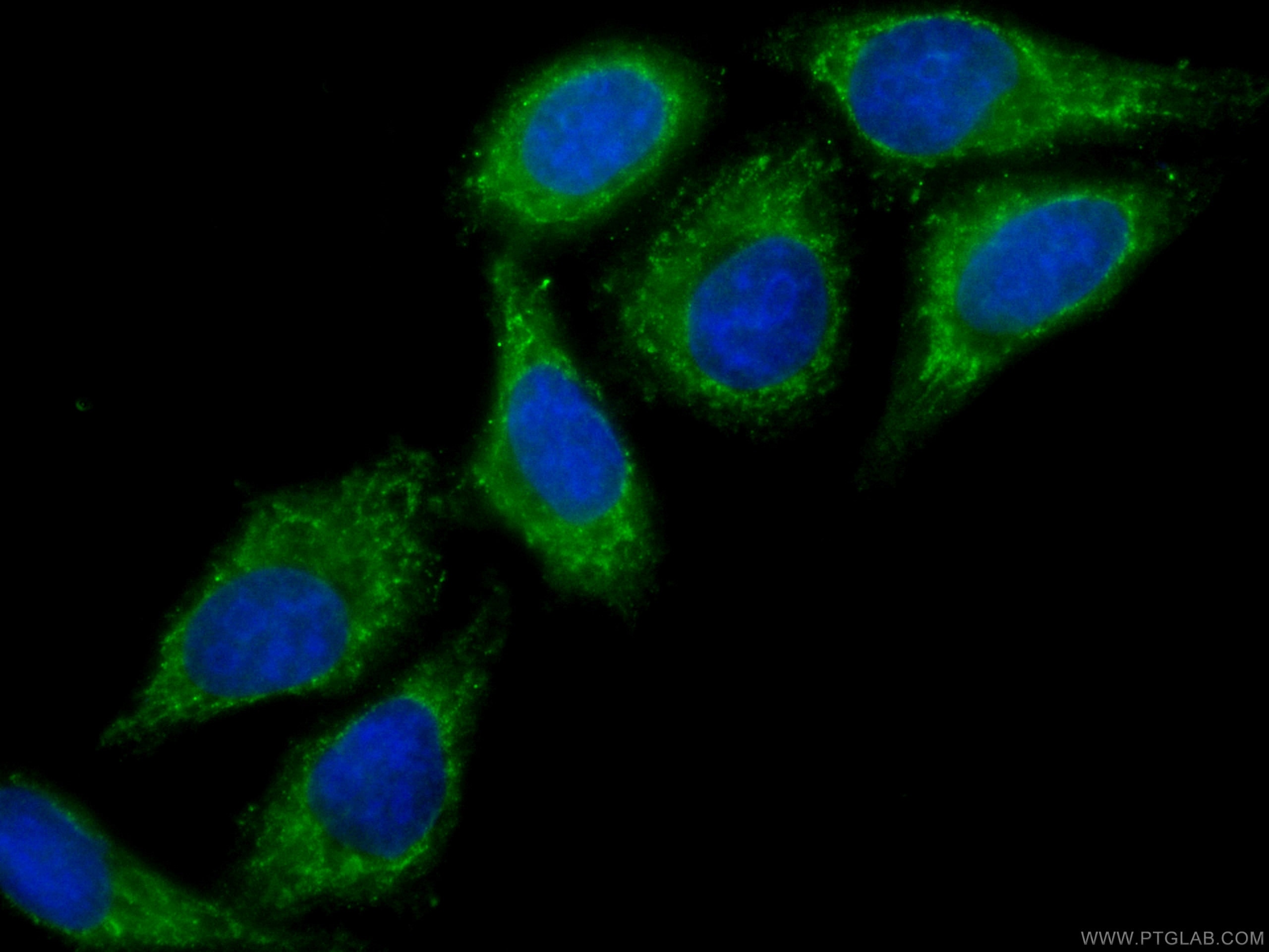 Immunofluorescence (IF) / fluorescent staining of HepG2 cells using CoraLite® Plus 488-conjugated RPS3 Monoclonal anti (CL488-66046)