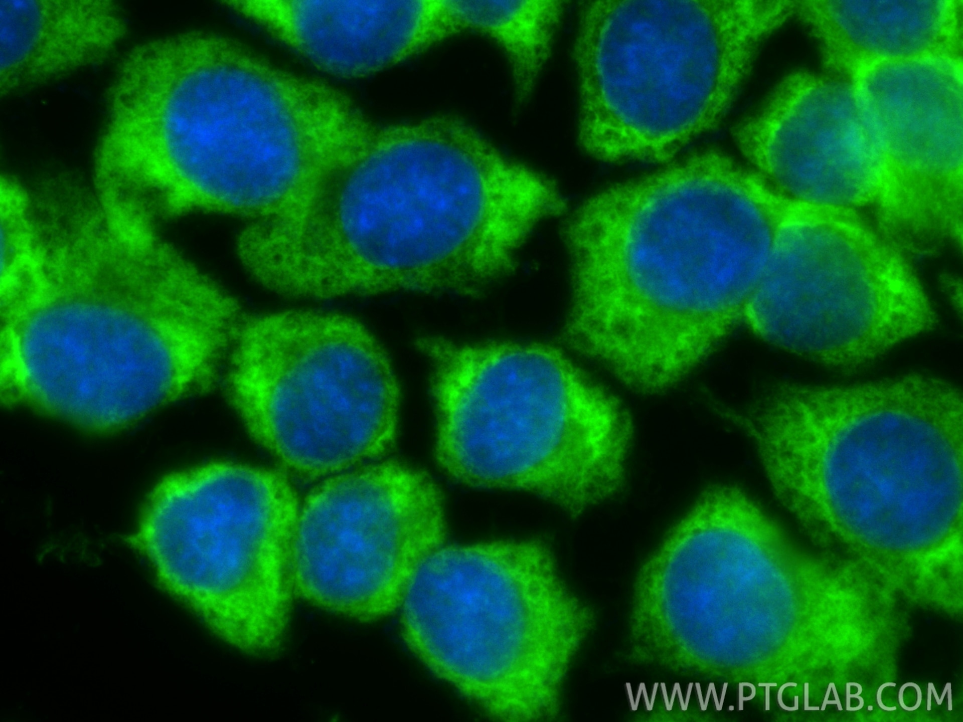 Immunofluorescent analysis of (-20°C Methanol) fixed MCF-7 cells using CoraLite® Plus 488 RPS3 antibody (CL488-84947-4, Clone: 242504F3 ) at dilution of 1:200. Immunofluorescence (IF) / fluorescent staining of MCF-7 cells using CoraLite® Plus 488-conjugated RPS3 Recombinant mon (CL488-84947-4)