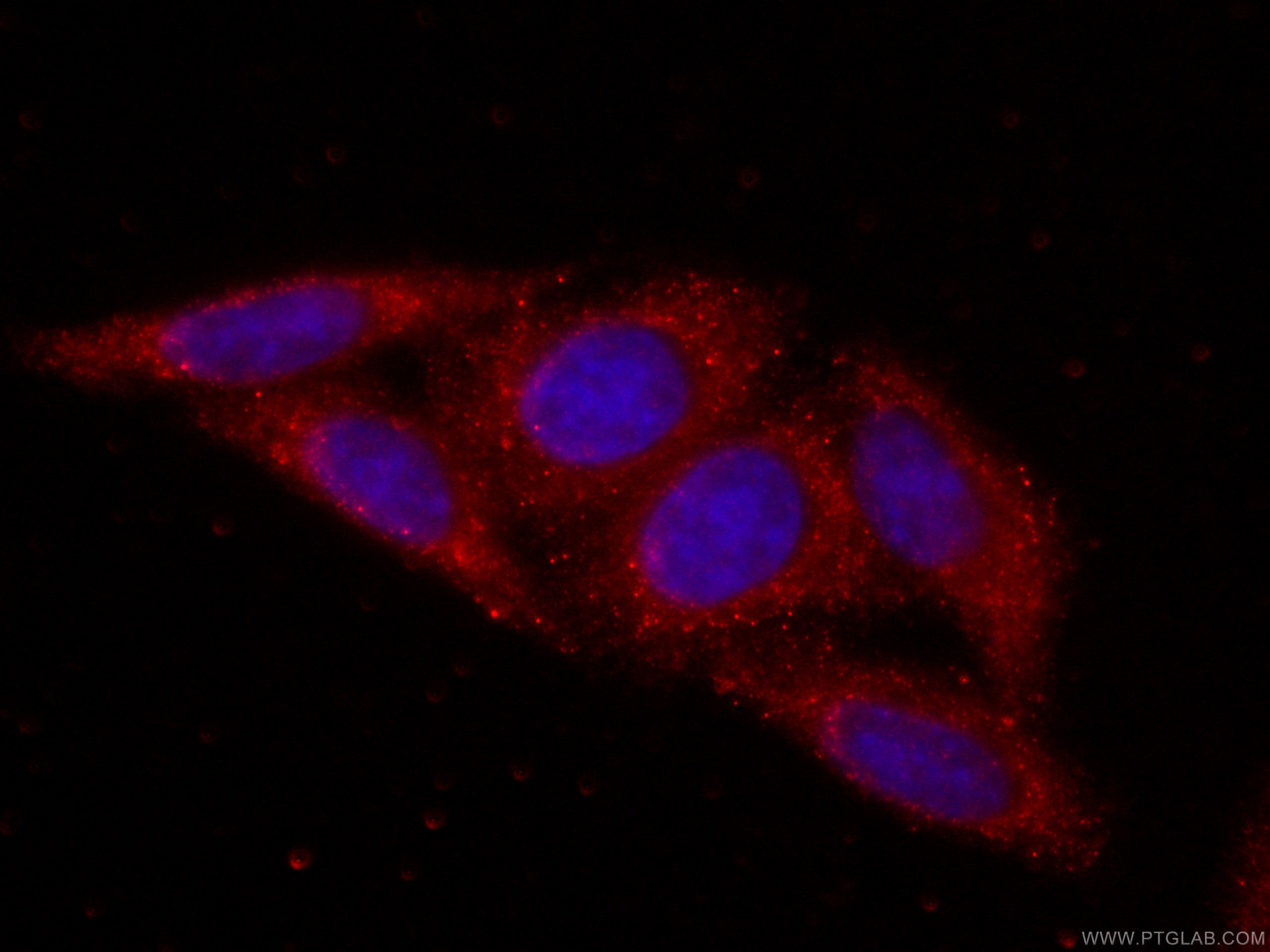 IF Staining of HepG2 using CL594-66046