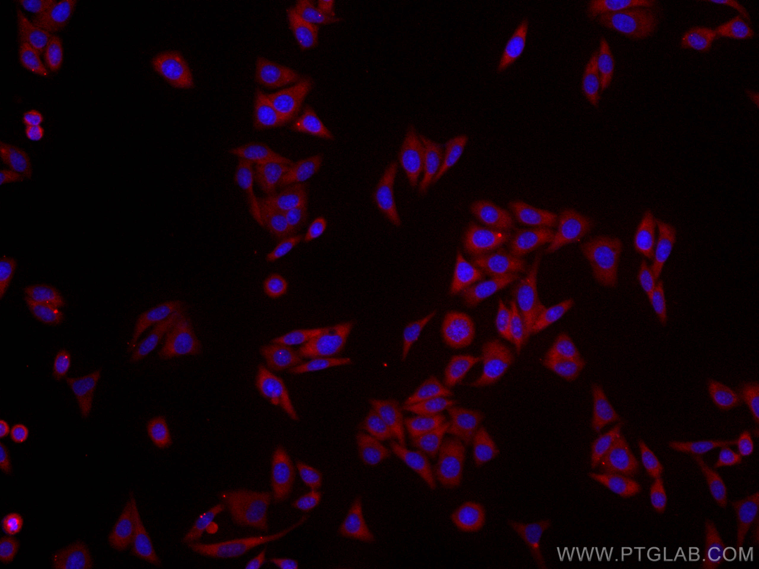 Immunofluorescence (IF) / fluorescent staining of HepG2 cells using CoraLite®594-conjugated RPS3 Monoclonal antibody (CL594-66046)