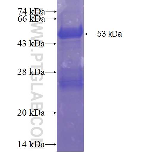 RPS3 fusion protein Ag7346 SDS-PAGE