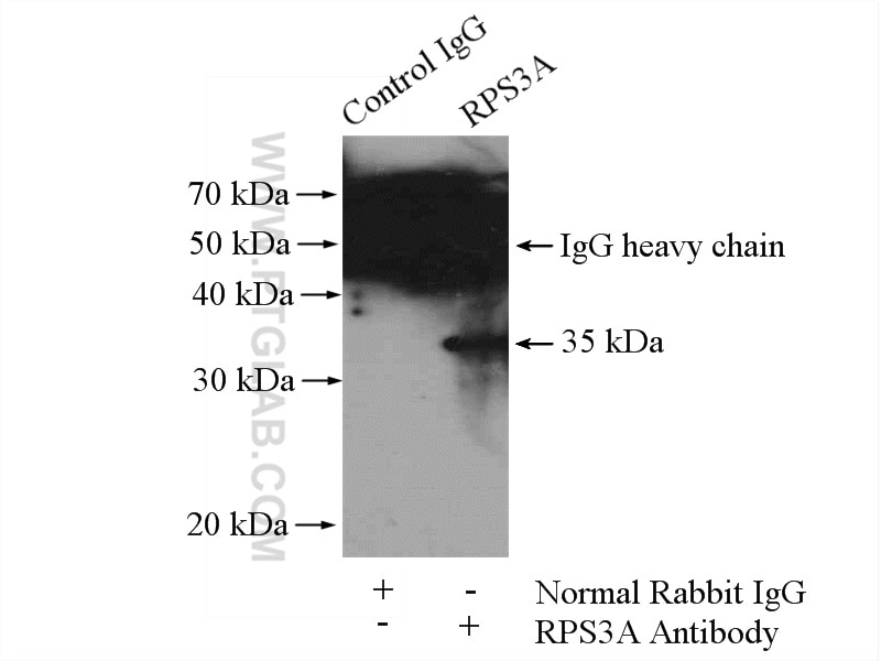 Immunoprecipitation (IP) experiment of HepG2 cells using RPS3A Polyclonal antibody (14123-1-AP)