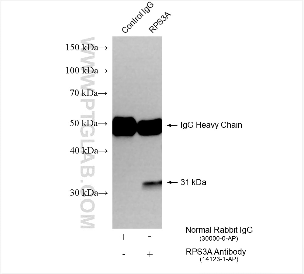 Immunoprecipitation (IP) experiment of HeLa cells using human RPS3A Polyclonal antibody (14123-1-AP)
