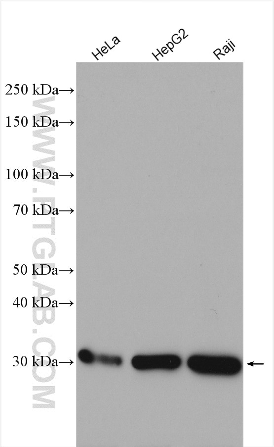 Western Blot (WB) analysis of various lysates using RPS3A Polyclonal antibody (14123-1-AP)