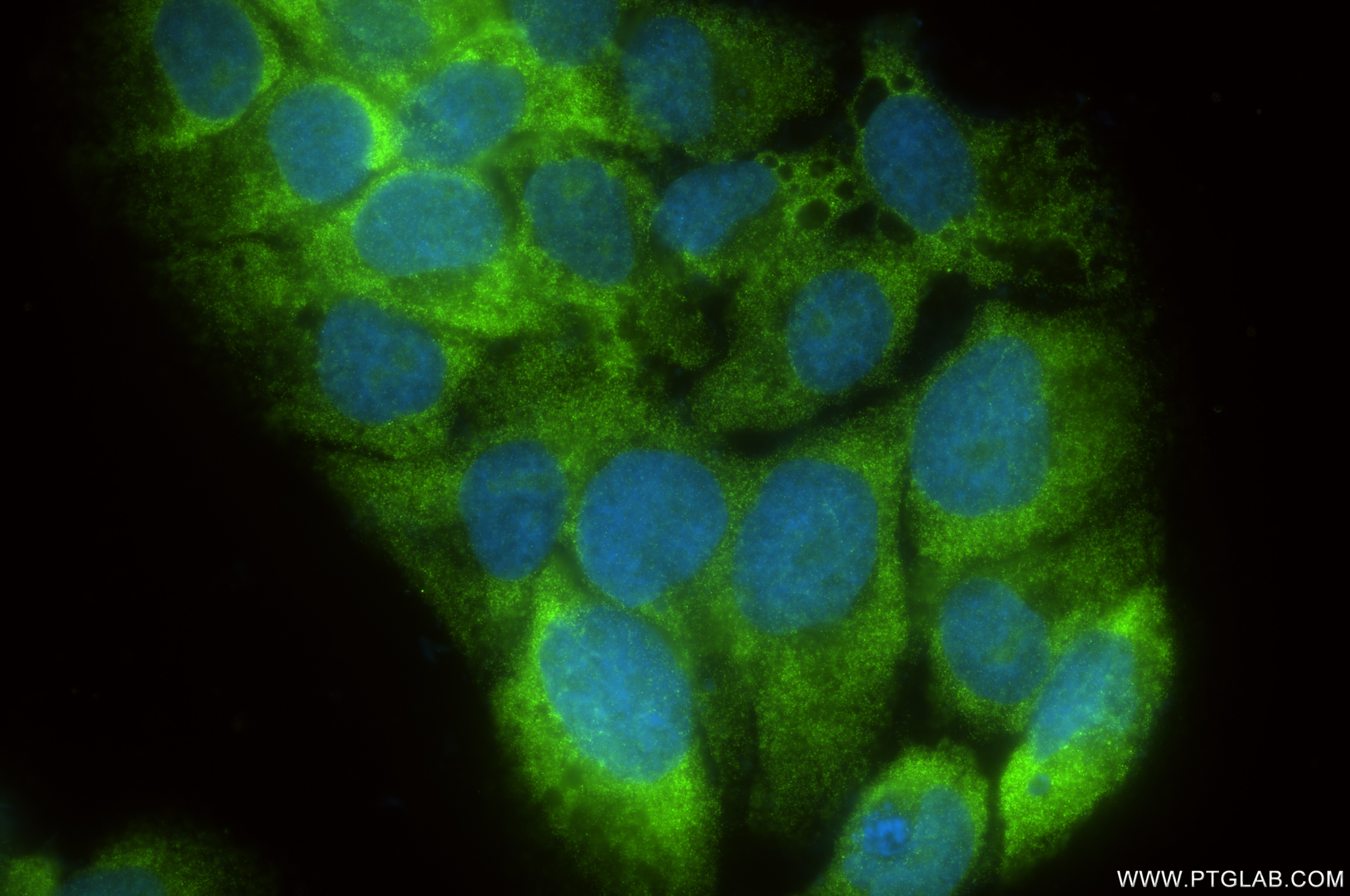 Immunofluorescence (IF) / fluorescent staining of HepG2 cells using RPS3A Recombinant antibody (86254-3-RR)