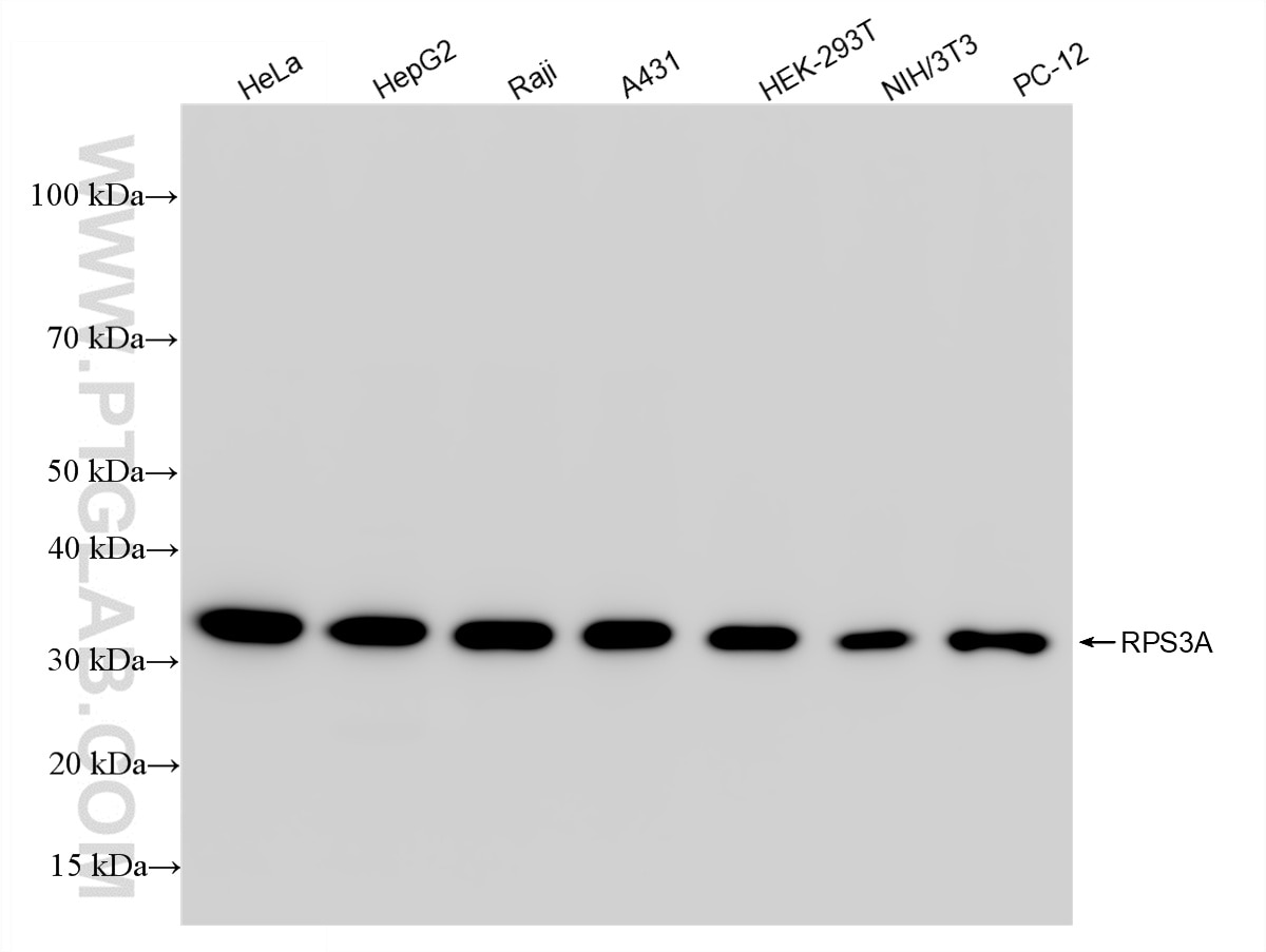 Western Blot (WB) analysis of various lysates using RPS3A Recombinant antibody (86254-3-RR)