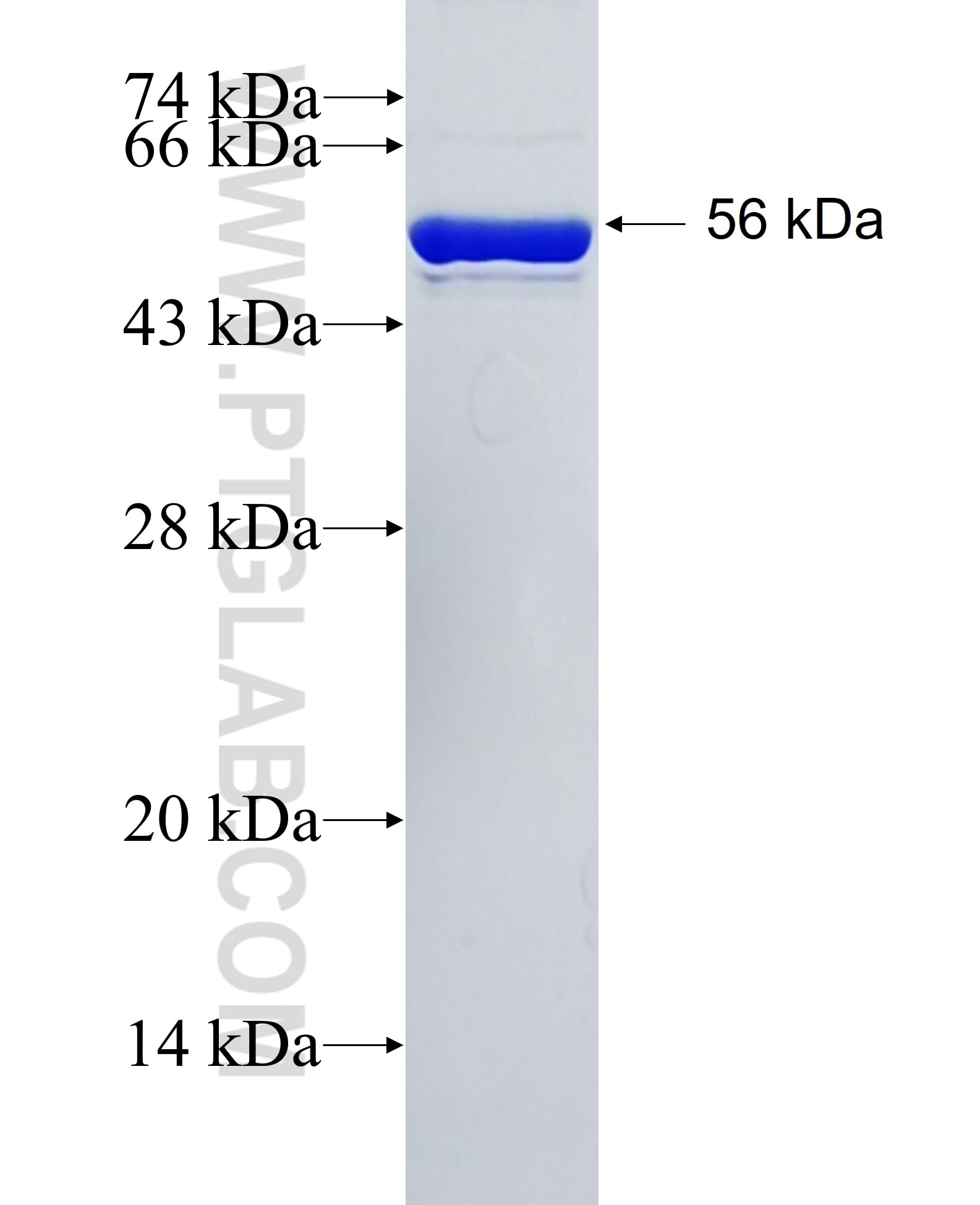 RPS3A fusion protein Ag5273 SDS-PAGE