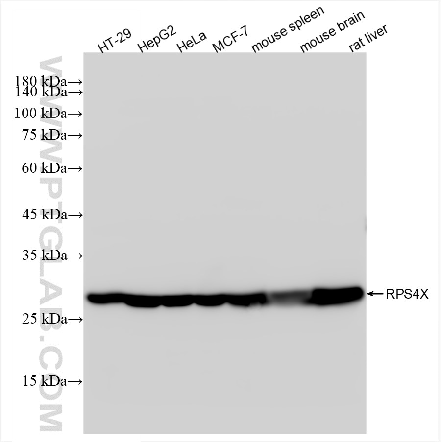 Western Blot (WB) analysis of various lysates using RPS4X Recombinant antibody (85040-5-RR)
