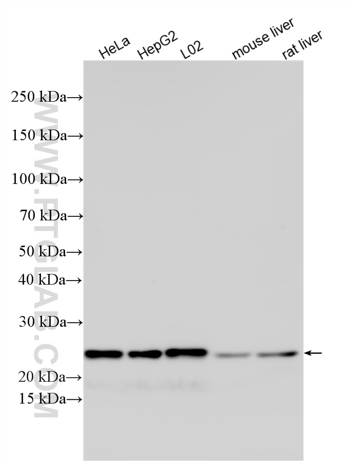 Western Blot (WB) analysis of various lysates using RPS5 Polyclonal antibody (16964-1-AP)