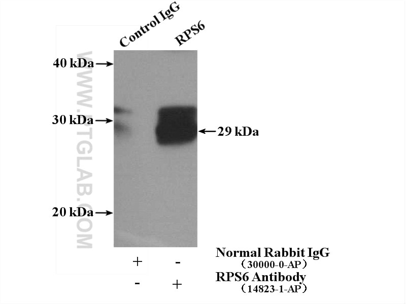 Immunoprecipitation (IP) experiment of MCF-7 cells using S6 Ribosomal protein Polyclonal antibody (14823-1-AP)