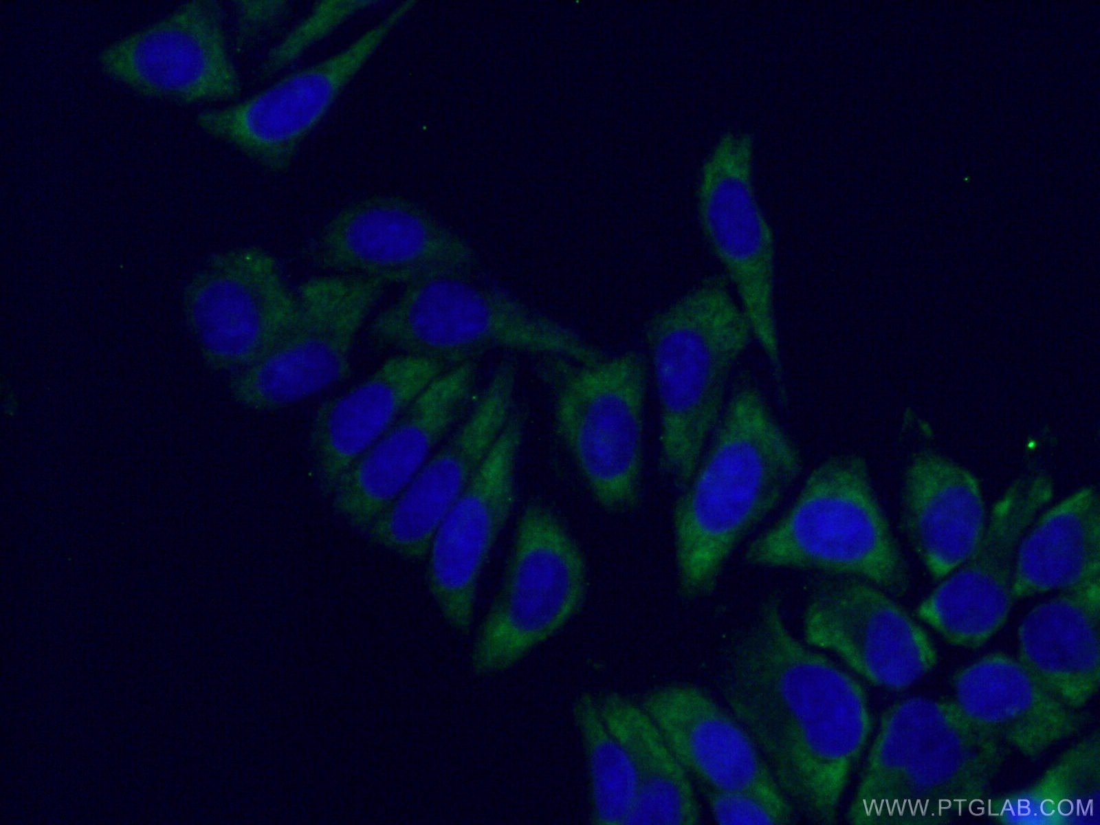 Immunofluorescence (IF) / fluorescent staining of HepG2 cells using S6 Ribosomal protein Monoclonal antibody (66886-1-Ig)