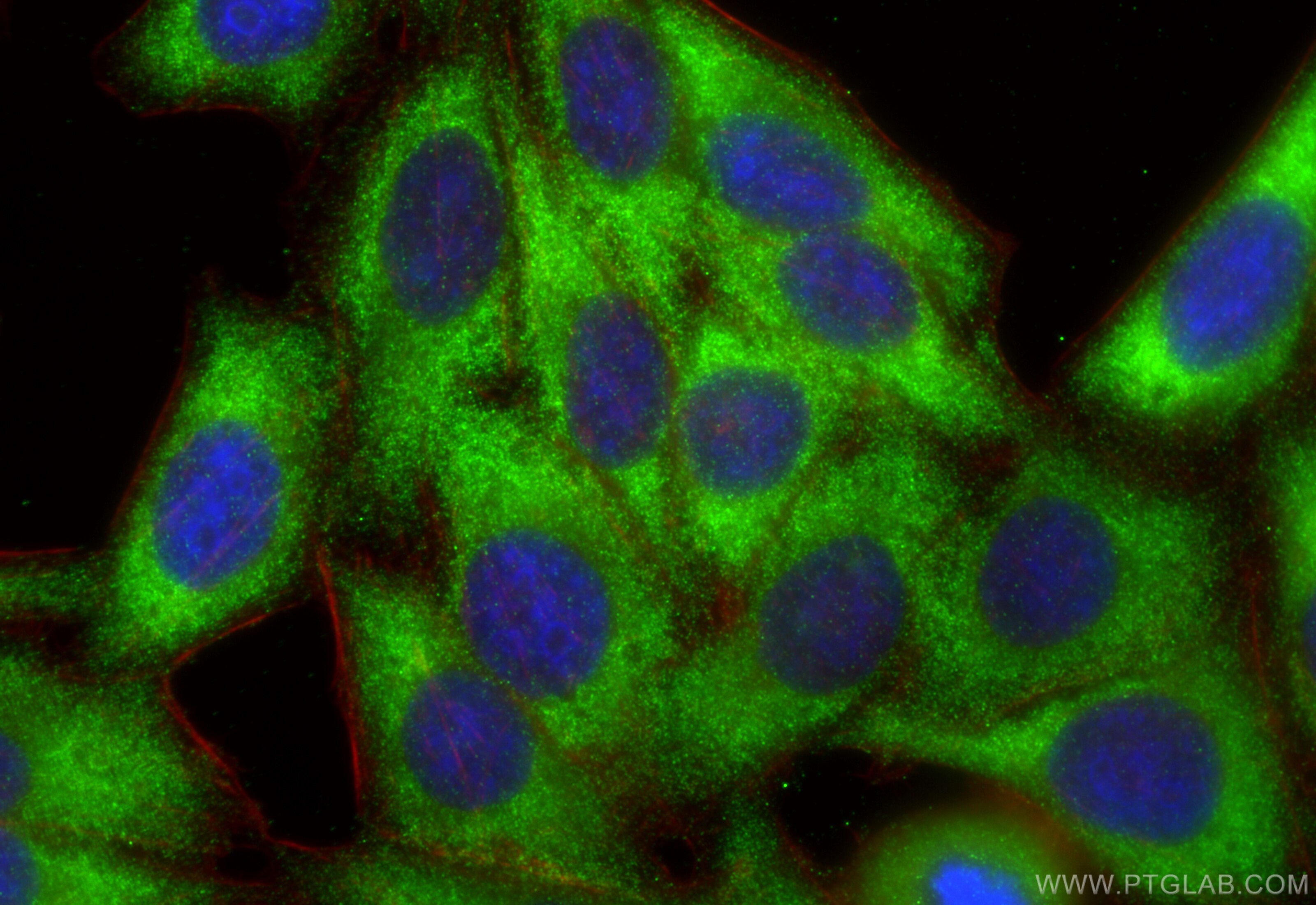 Immunofluorescence (IF) / fluorescent staining of HepG2 cells using S6 Ribosomal protein Monoclonal antibody (66886-1-Ig)