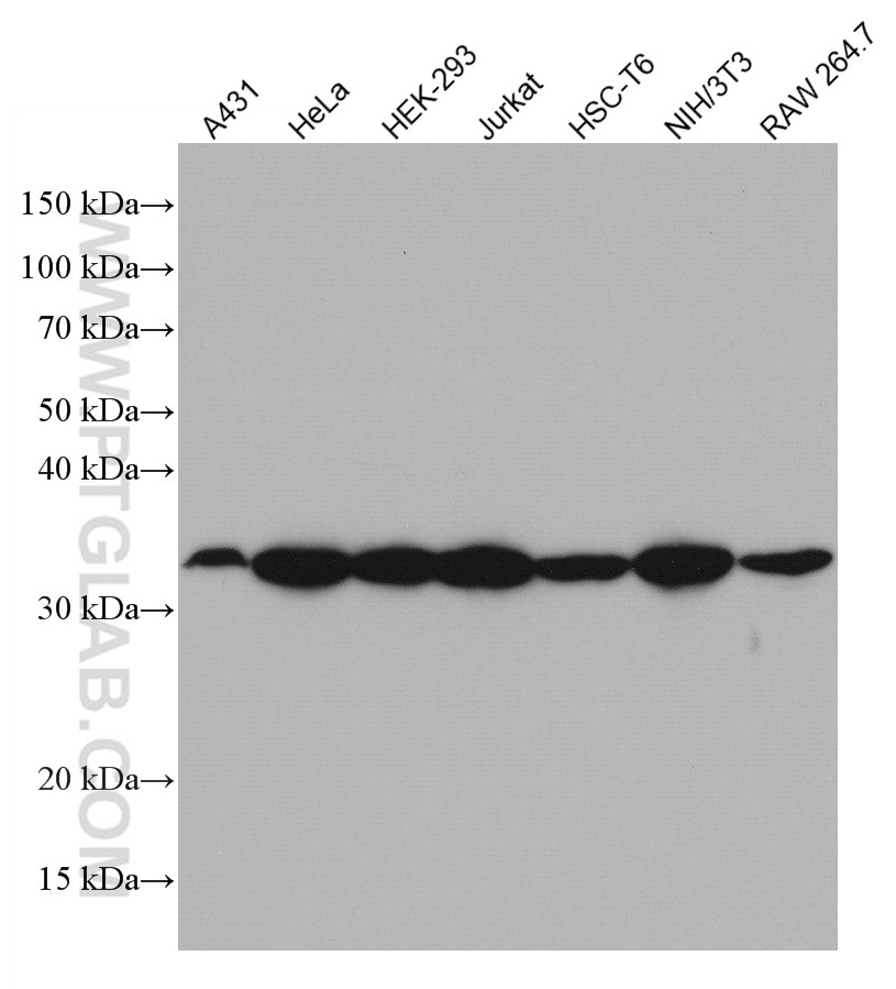 Western Blot (WB) analysis of various lysates using S6 Ribosomal protein Monoclonal antibody (66886-1-Ig)