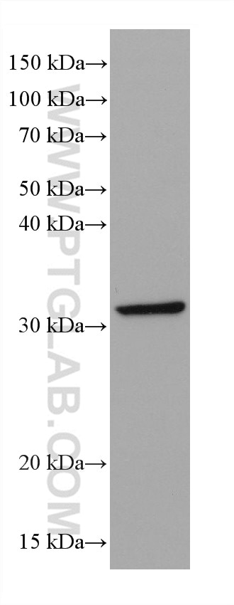 Western Blot (WB) analysis of NIH/3T3 cells using S6 Ribosomal protein Monoclonal antibody (66886-1-Ig)