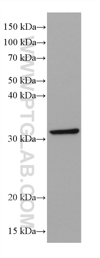 WB analysis of NIH/3T3 using 66886-1-Ig