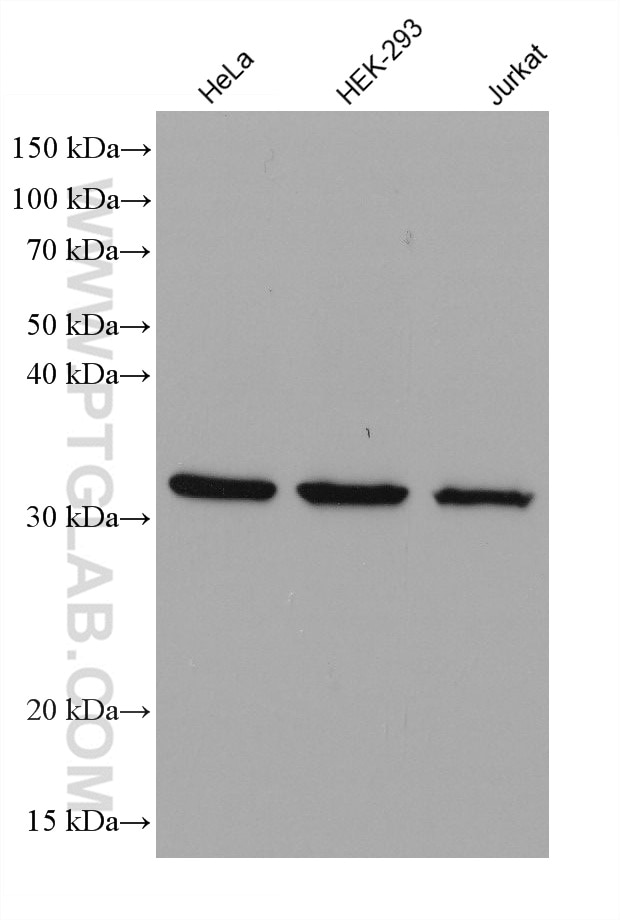 Western Blot (WB) analysis of various lysates using S6 Ribosomal protein Monoclonal antibody (66886-1-Ig)