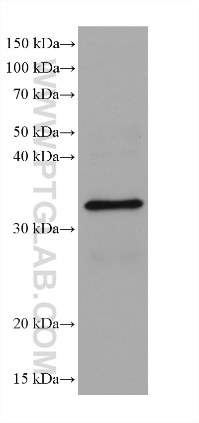 Western Blot (WB) analysis of rat liver tissue using S6 Ribosomal protein Monoclonal antibody (66886-1-Ig)