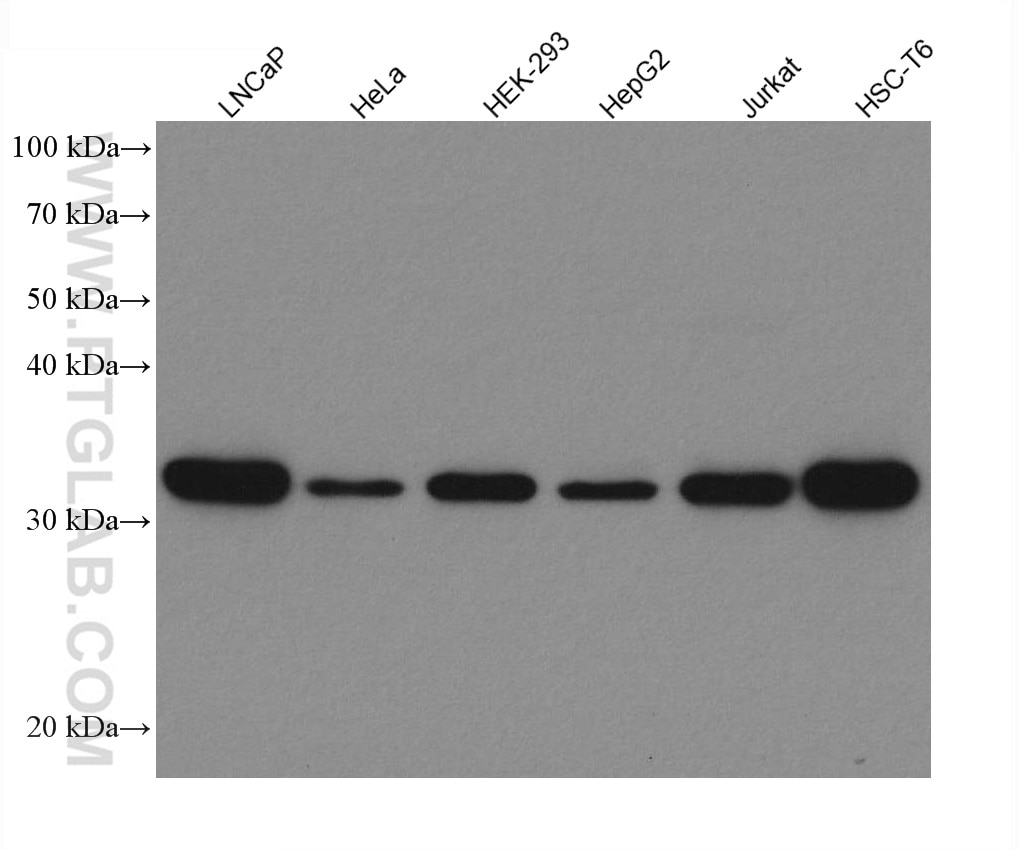 Western Blot (WB) analysis of various lysates using S6 Ribosomal protein Recombinant antibody (80208-1-RR)