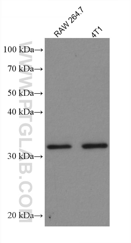 Western Blot (WB) analysis of various lysates using S6 Ribosomal protein Recombinant antibody (80208-1-RR)