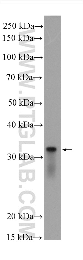 Western Blot (WB) analysis of zebrafish tissue using S6 Ribosomal protein Recombinant antibody (80208-1-RR)