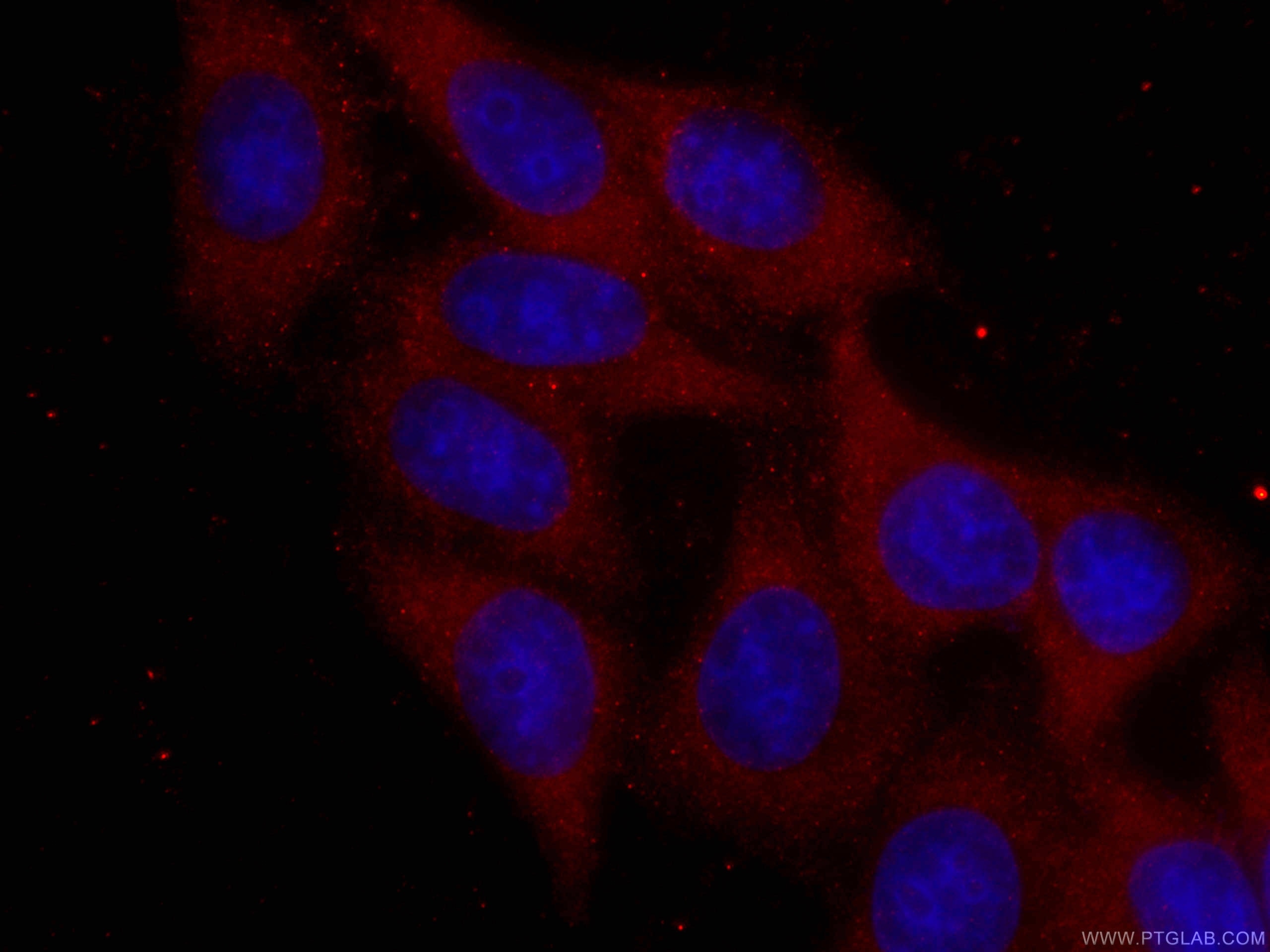 Immunofluorescence (IF) / fluorescent staining of HepG2 cells using CoraLite®594-conjugated S6 Ribosomal protein Monoc (CL594-66886)