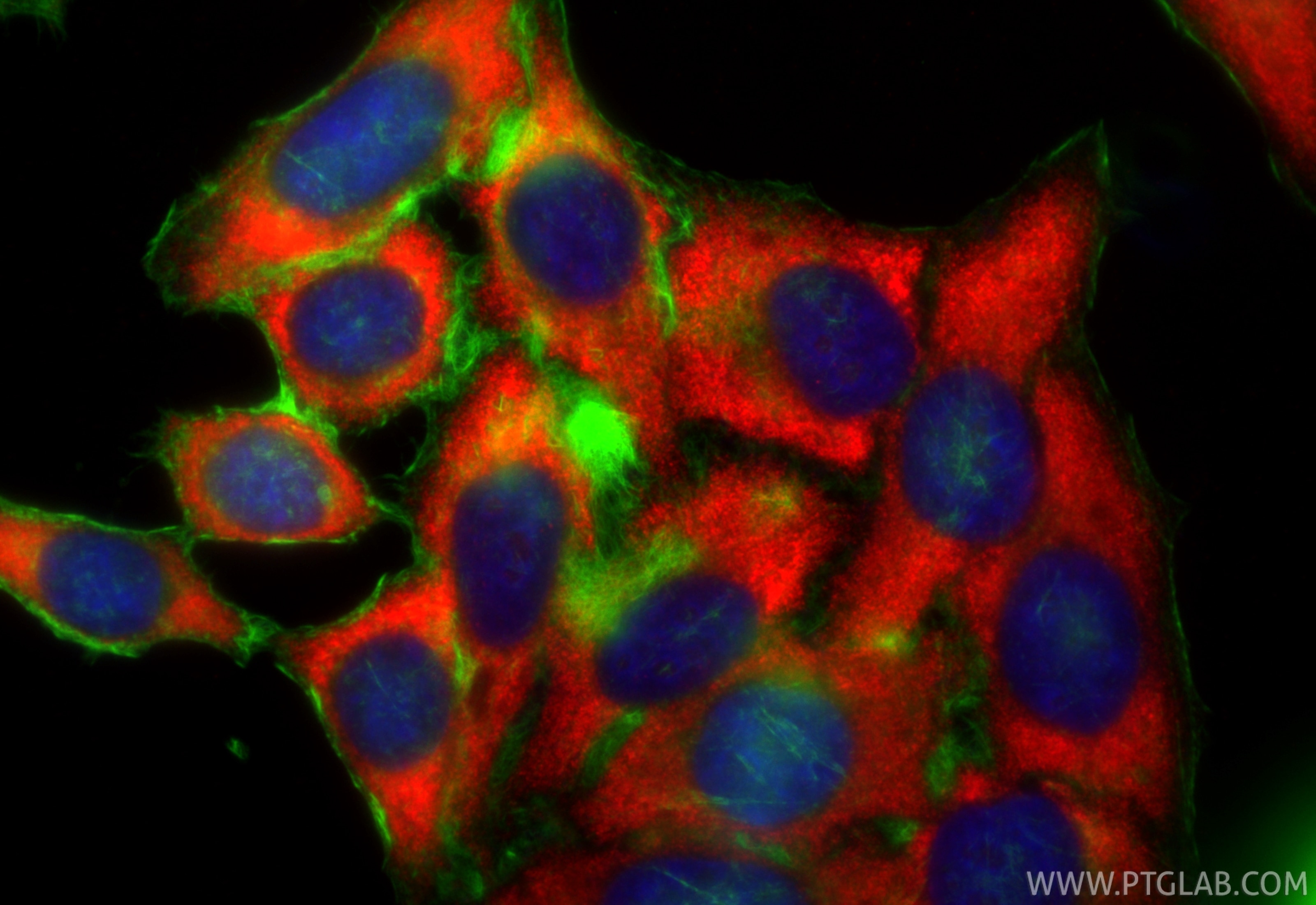 Immunofluorescence (IF) / fluorescent staining of HepG2 cells using CoraLite®594-conjugated S6 Ribosomal protein Monoc (CL594-66886)