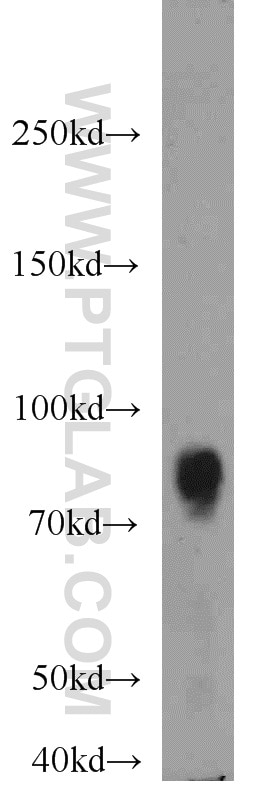 Western Blot (WB) analysis of MCF-7 cells using RSK3 Polyclonal antibody (14446-1-AP)