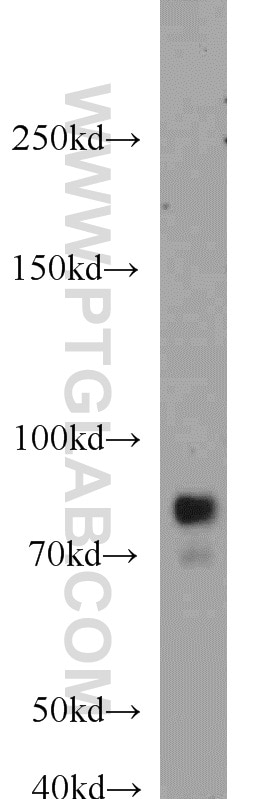 Western Blot (WB) analysis of NIH/3T3 cells using RSK3 Polyclonal antibody (14446-1-AP)